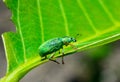 Polydrusus formosus - green shiny beetle weevil on a green leaf Royalty Free Stock Photo