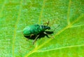 Polydrusus formosus - green shiny beetle weevil on a green leaf Royalty Free Stock Photo