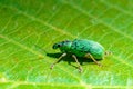 Polydrusus formosus - green shiny beetle weevil on a green leaf Royalty Free Stock Photo