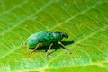Polydrusus formosus - green shiny beetle weevil on a green leaf Royalty Free Stock Photo