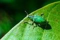 Polydrusus formosus - green shiny beetle weevil on a green leaf Royalty Free Stock Photo