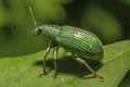 Macro of a green immigrant leaf weevil Royalty Free Stock Photo