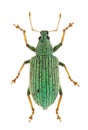 Polydrusus thalassinus