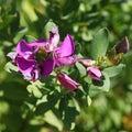 Polygala myrtifolia flowers Royalty Free Stock Photo