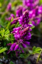 Polygala vulgaris, known as the common milkwort, is a herbaceous perennial plant of the family Polygalaceae. Polygala vulgaris Royalty Free Stock Photo