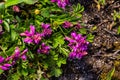 Polygala vulgaris, known as the common milkwort, is a herbaceous perennial plant of the family Polygalaceae. Polygala vulgaris Royalty Free Stock Photo