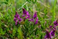 Polygala vulgaris, known as the common milkwort, is a herbaceous perennial plant of the family Polygalaceae. Polygala vulgaris Royalty Free Stock Photo