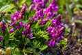 Polygala vulgaris, known as the common milkwort, is a herbaceous perennial plant of the family Polygalaceae. Polygala vulgaris Royalty Free Stock Photo