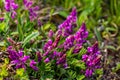 Polygala vulgaris, known as the common milkwort, is a herbaceous perennial plant of the family Polygalaceae. Polygala vulgaris Royalty Free Stock Photo