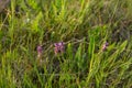 Polygala vulgaris subsp. oxyptera, Polygalaceae. Wild plant shot in summer Royalty Free Stock Photo