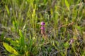 Polygala vulgaris subsp. oxyptera, Polygalaceae. Wild plant shot in summer Royalty Free Stock Photo