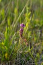 Polygala vulgaris subsp. oxyptera, Polygalaceae. Wild plant shot in summer Royalty Free Stock Photo