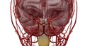 The polygon or circle of Willis is an anastomosis that supplies Royalty Free Stock Photo
