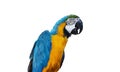 Polygon Graphics Blue and yellow macaw parrot isolated on a