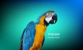 Polygon Graphics Blue and yellow macaw parrot