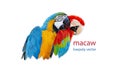 Polygon Graphics two bird macaw parrot isolated on a white background illustration