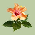 Polygon orange hibiscus or chinese rose with leaves. poly low geometric triangle flower vector Royalty Free Stock Photo