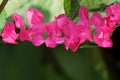 Beautiful pink mexican creeper flower