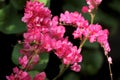 Beautiful pink mexican creeper flower