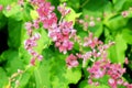 Polygonaceae in pink with bees flying around