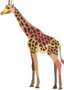 Polygonal abstract vector giraffe