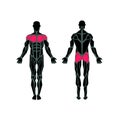 Polygonal anatomy of male muscular system Royalty Free Stock Photo