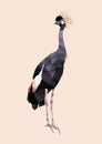 Polygonal black crowned crane, poly low bird, polygon animal