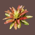 Polygonal bromeliad, polygon flowering plant, vector