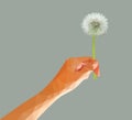 Polygonal dandelion flower with seeds in left hand