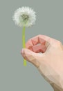 Polygonal dandelion flower with seeds in right hand