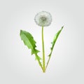 Polygonal dandelion matured white with leaves