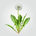 Polygonal dandelion matured white with leaves