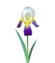 Polygonal flower on a white background iris iridaseae on white
