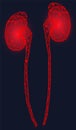 Polygonal human kidneys made of red lines and dots. Organ for urine excretion, human urinary system