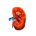 Polygonal kidney illustration