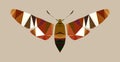 Polygonal Moth Model - Isolated Night-Fly Icon