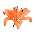 Polygonal orange lily, polygon triangle flower, vector