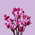 Polygonal purple flower, polygon triangle flower,