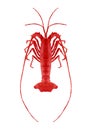 Polygonal rock lobster, polygon sea life, isolated, vector