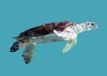 Polygonal sea turtle, polygon geometric sea animal, vector