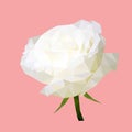 Polygonal white rose, polygon triangle flower, flower