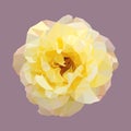 Polygonal yellow rose, isolated polygon vector flower Royalty Free Stock Photo
