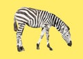 Polygonal zebra, polygon animal, vector