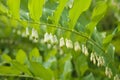 Polygonatum