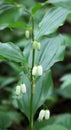 Polygonatum hirtum blooms in the wild Royalty Free Stock Photo