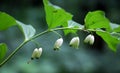 Polygonatum hirtum blooms in the wild Royalty Free Stock Photo