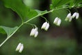 Polygonatum hirtum blooms in the wild Royalty Free Stock Photo