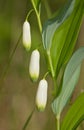 Polygonatum multiflorum