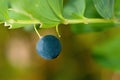 Polygonatum multiflorum fruit