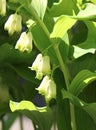 Polygonatum multiflorum (Solomon\'s seal) Royalty Free Stock Photo